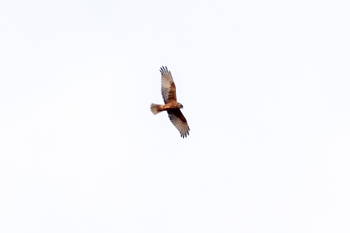 Swamp Harrier - ML620562193