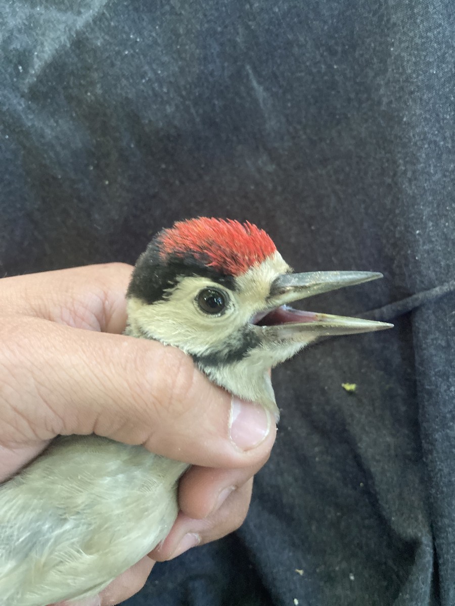 Great Spotted Woodpecker - ML620562197