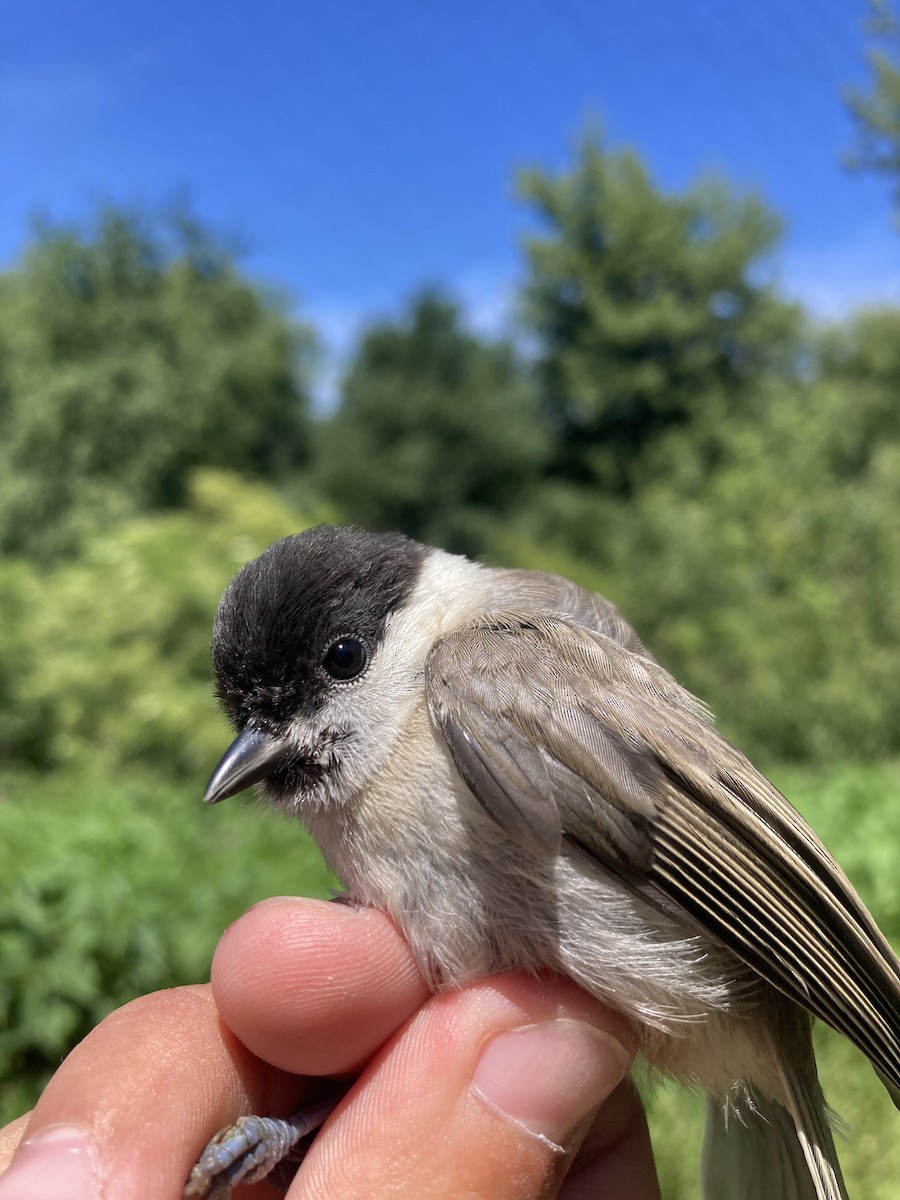 Marsh Tit - ML620562198