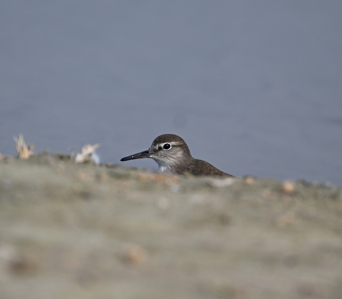 Common Sandpiper - ML620562199