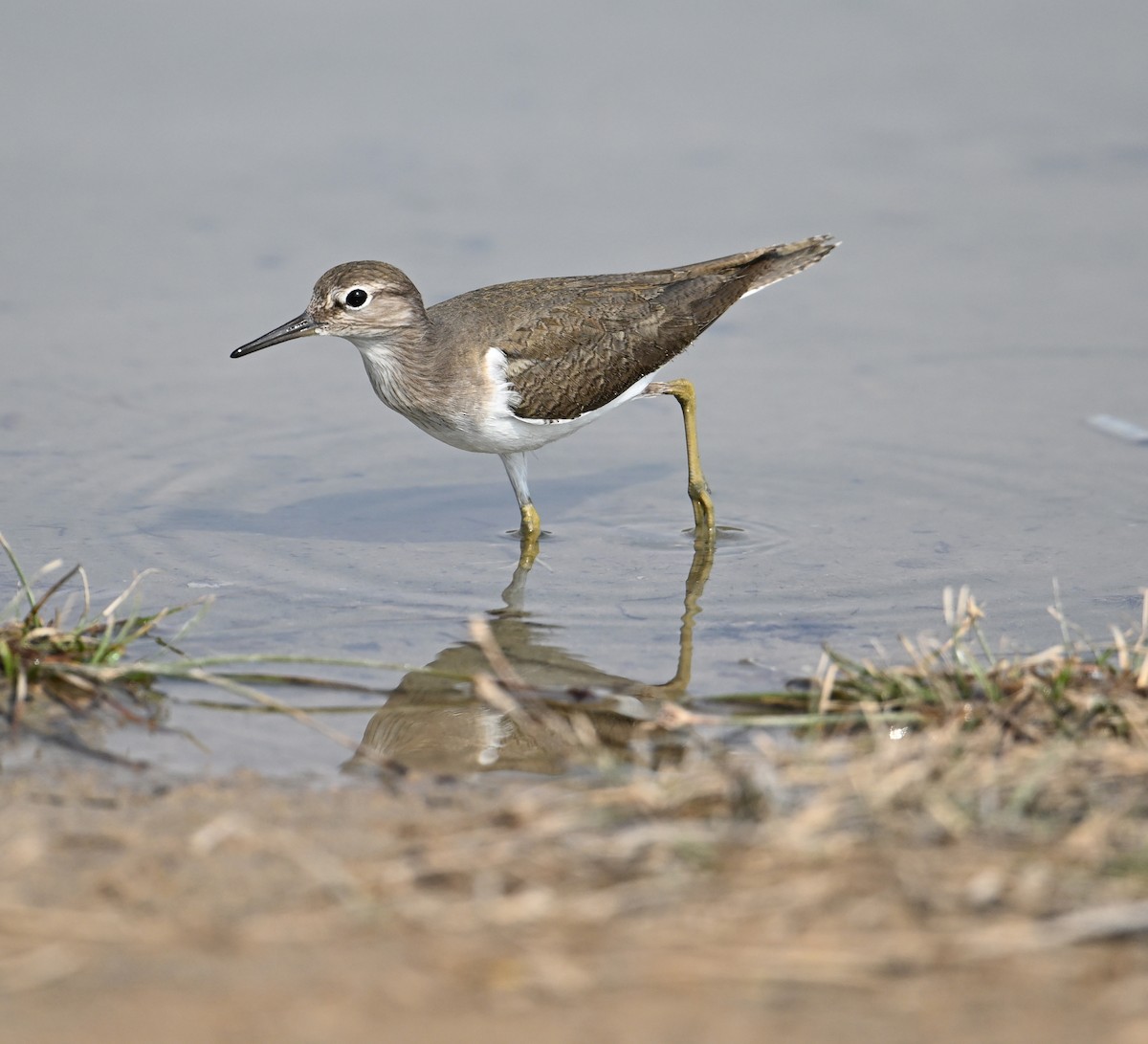 Common Sandpiper - David Darrell-Lambert