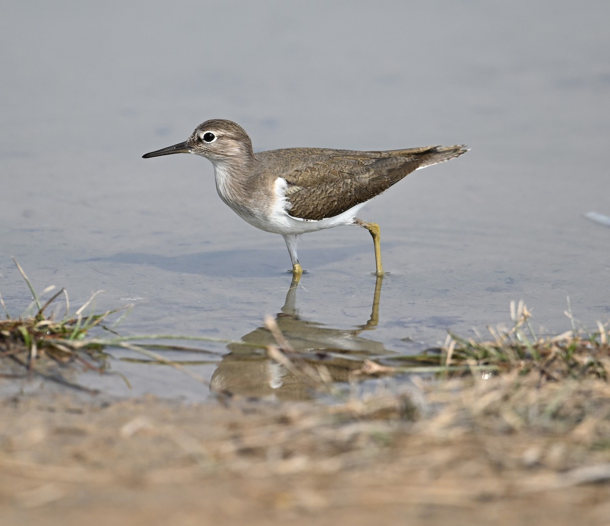 Common Sandpiper - ML620562202