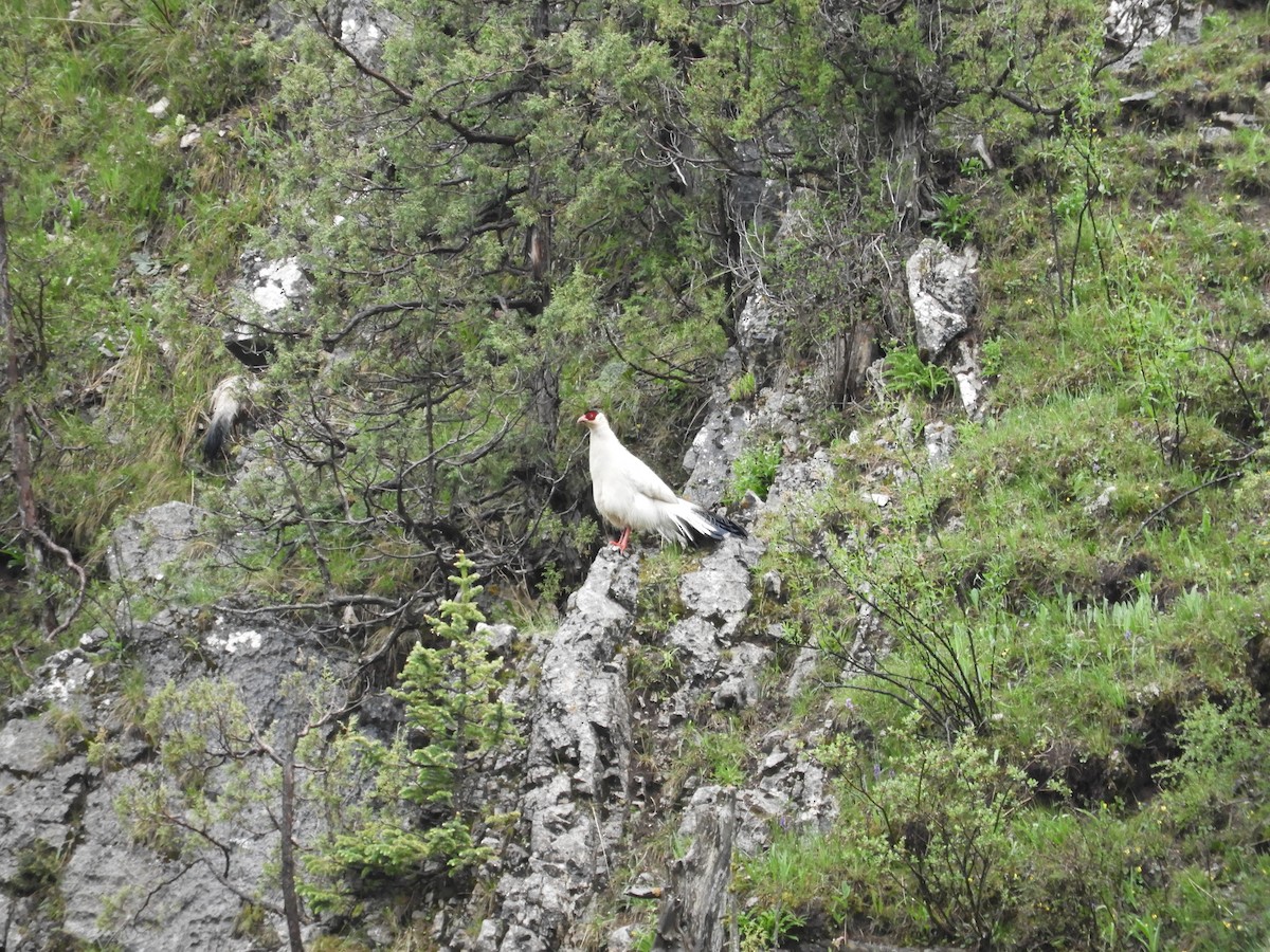 Белый ушастый фазан - ML620562208