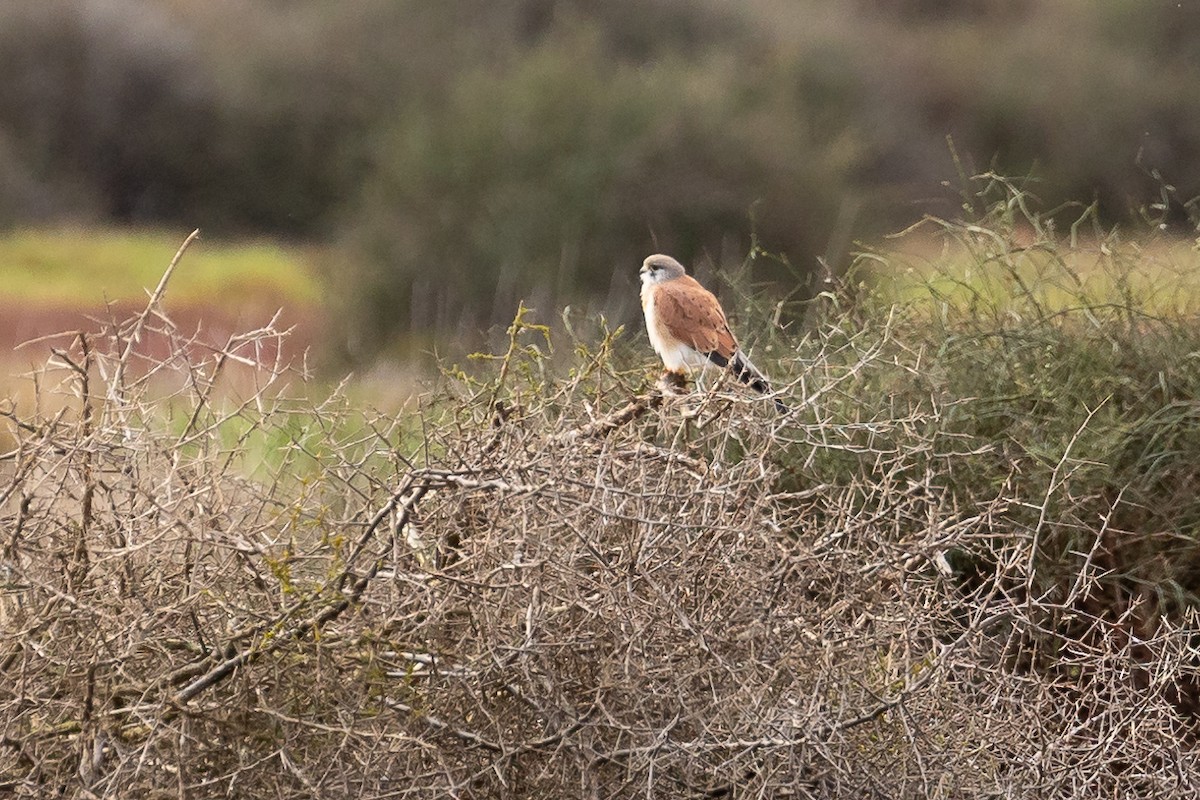 Nankeen Kestrel - ML620562209