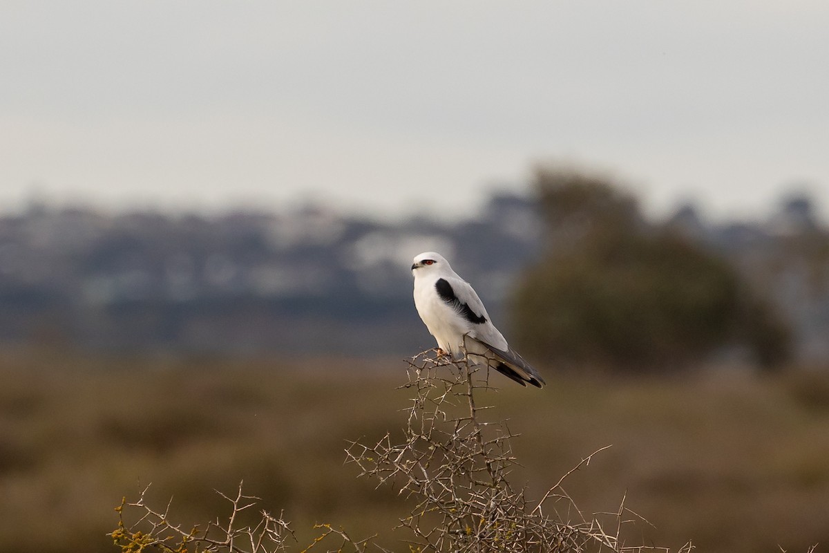 Black-shouldered Kite - ML620562210