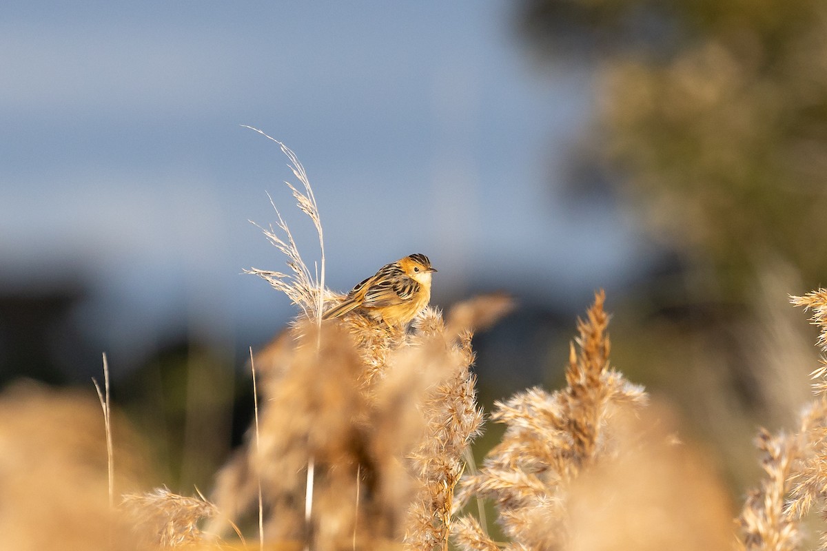 Golden-headed Cisticola - ML620562214