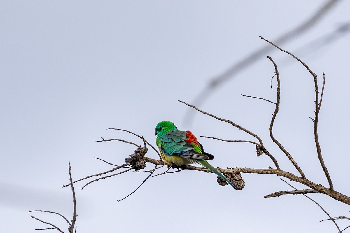 Red-rumped Parrot - ML620562215