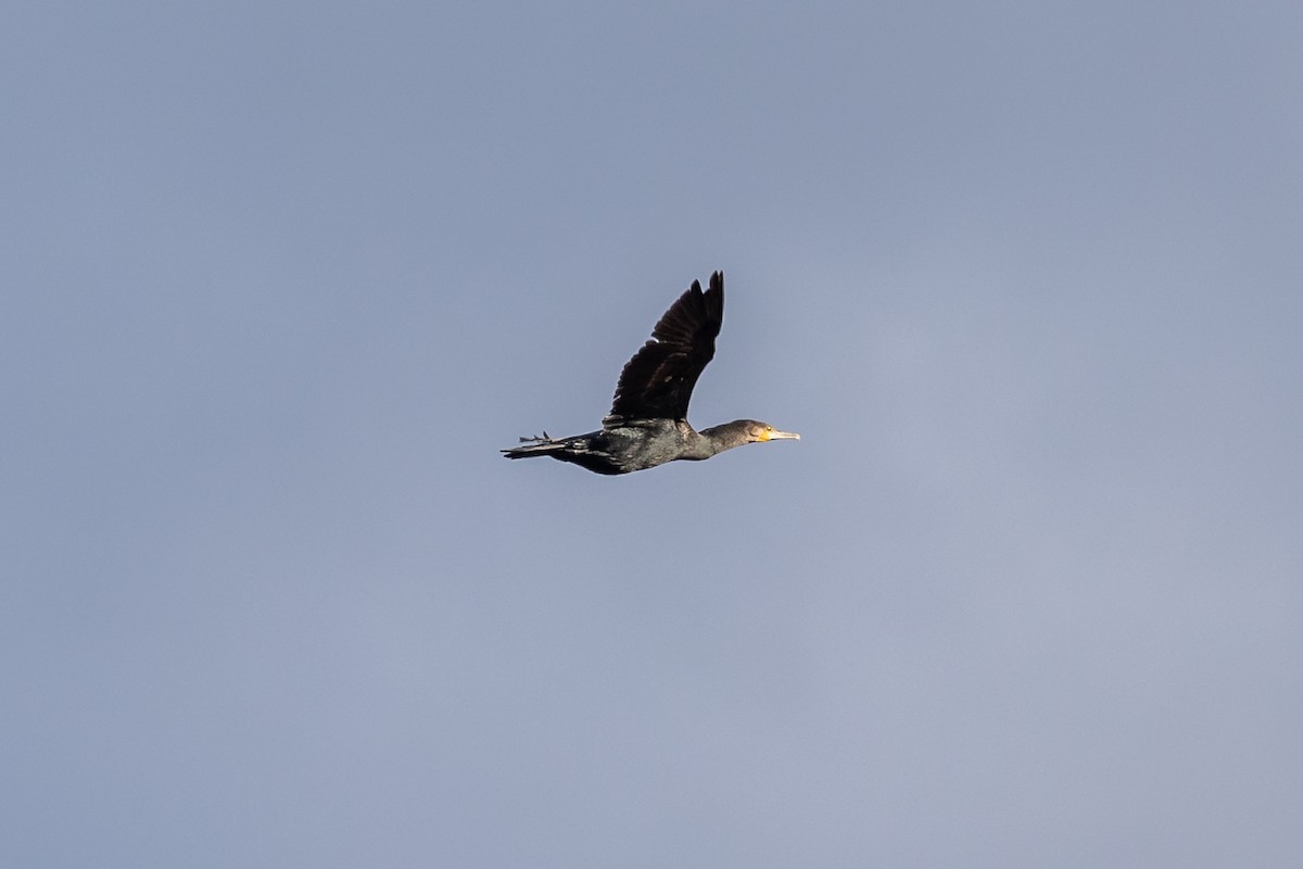 Great Cormorant - ML620562216