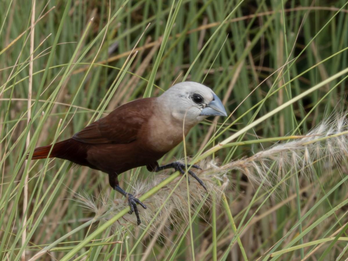 White-headed Munia - ML620562223