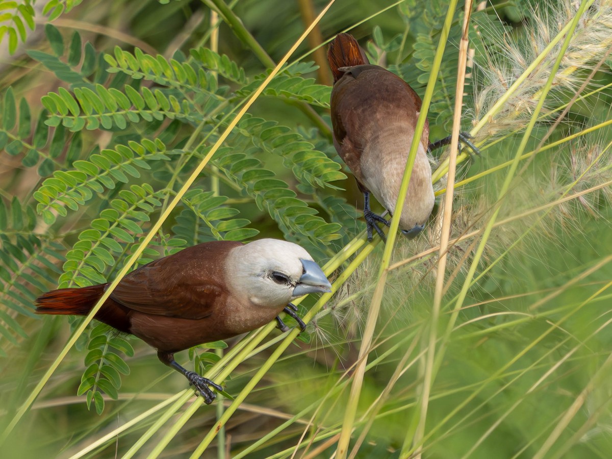 White-headed Munia - ML620562224