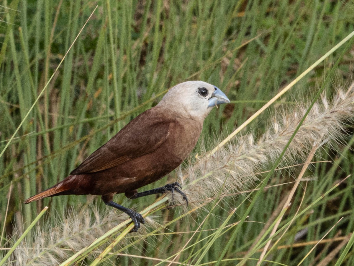 White-headed Munia - ML620562225