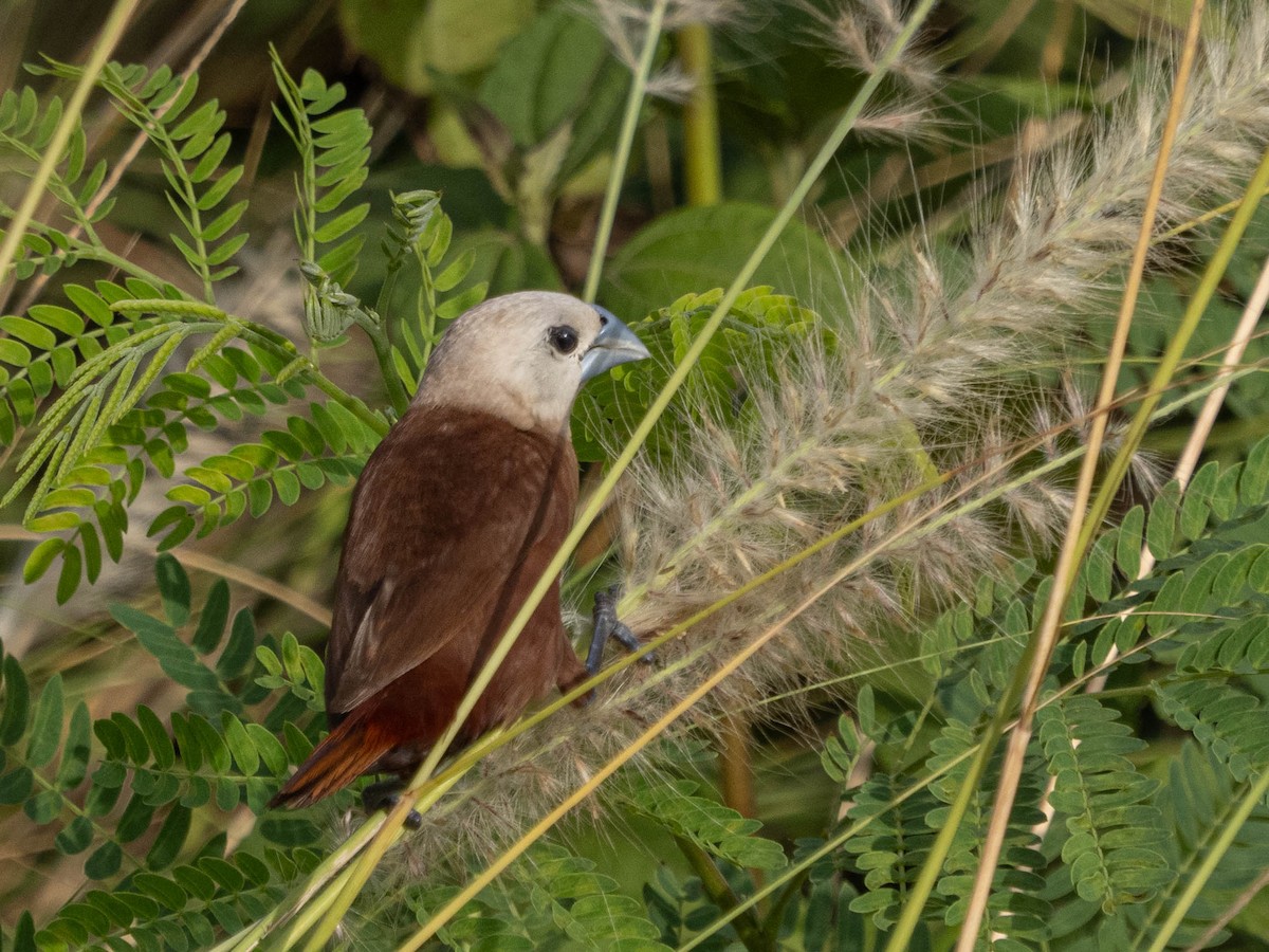 White-headed Munia - ML620562226