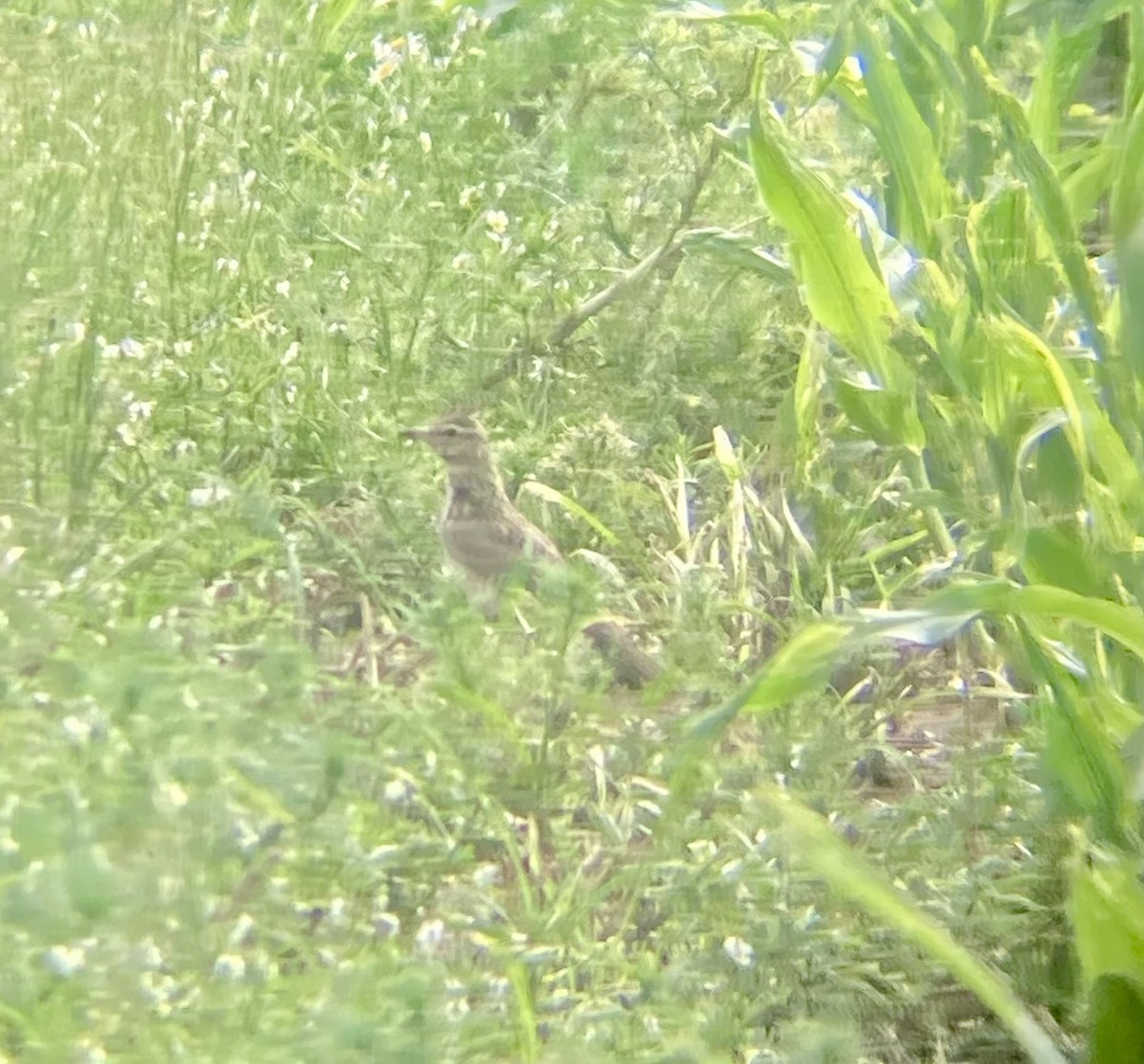 Crested Lark - ML620562233