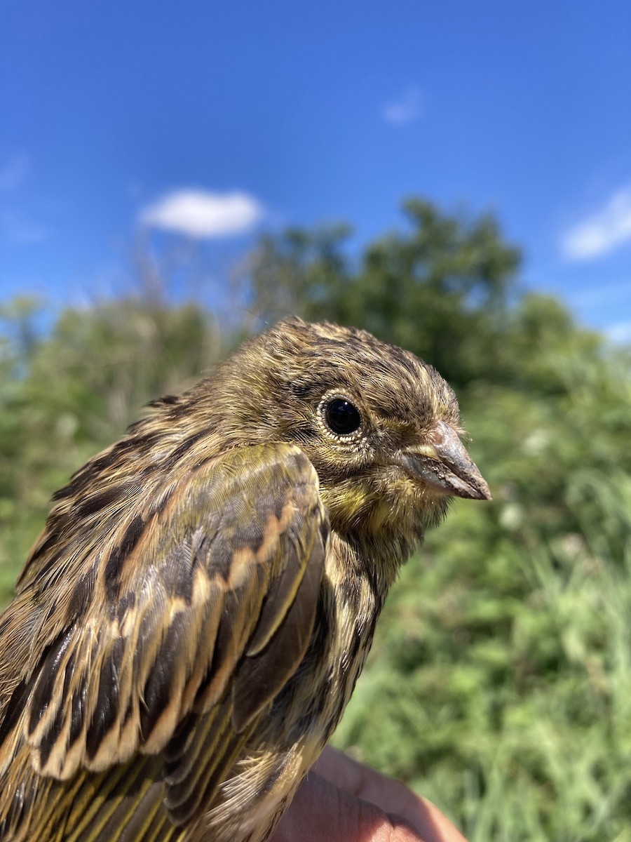 Yellowhammer - Tomáš  Oplocký