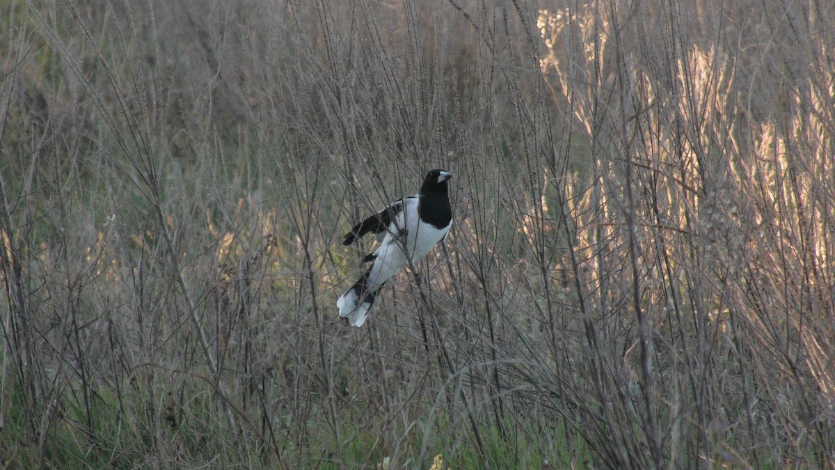 Pied Butcherbird - ML620562239