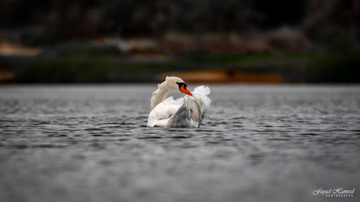 Mute Swan - ML620562240