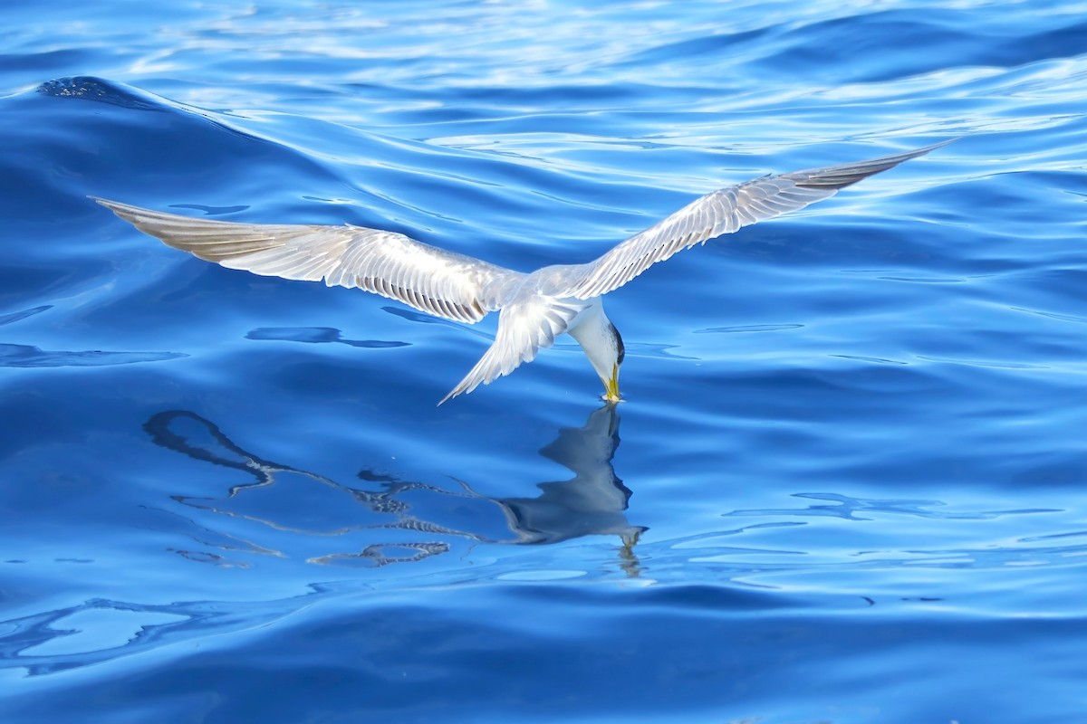 Great Crested Tern - ML620562245