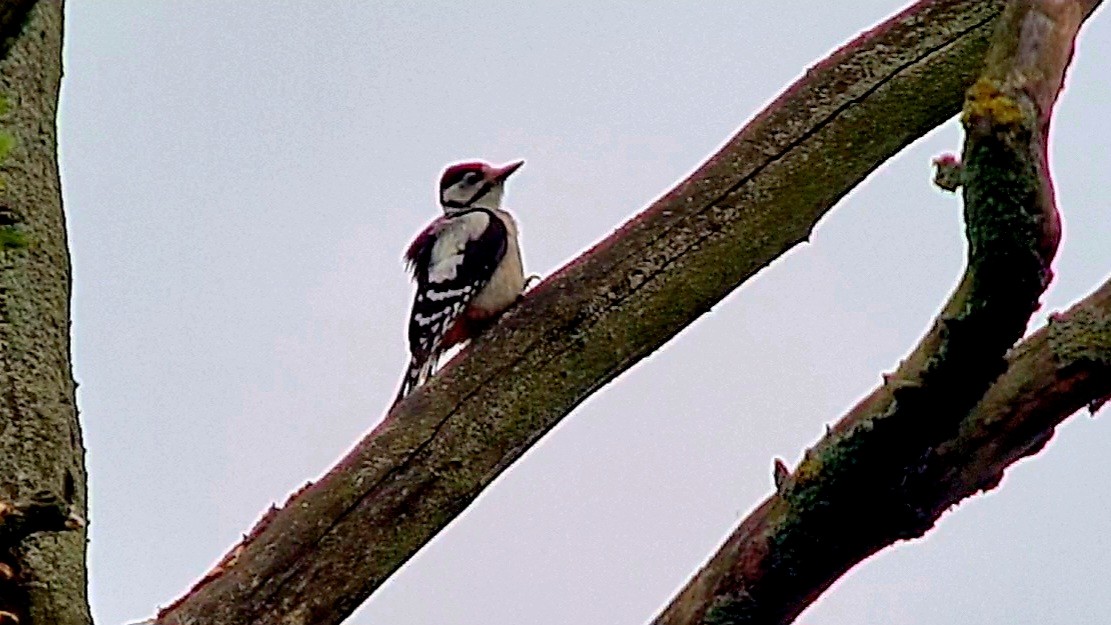 Great Spotted Woodpecker - ML620562246