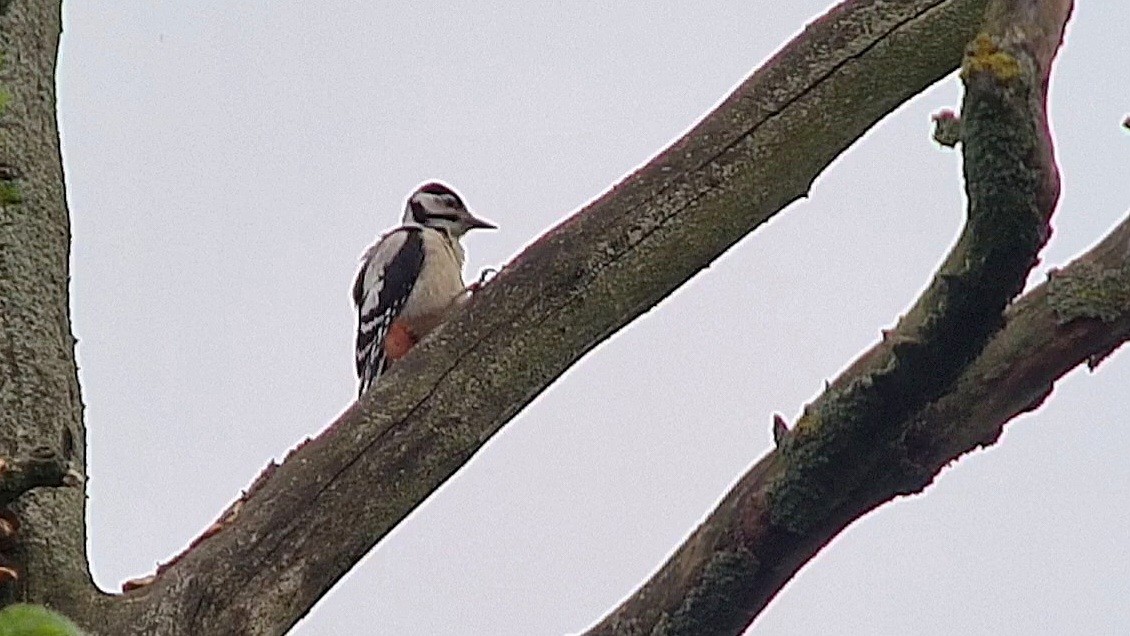 Great Spotted Woodpecker - ML620562247