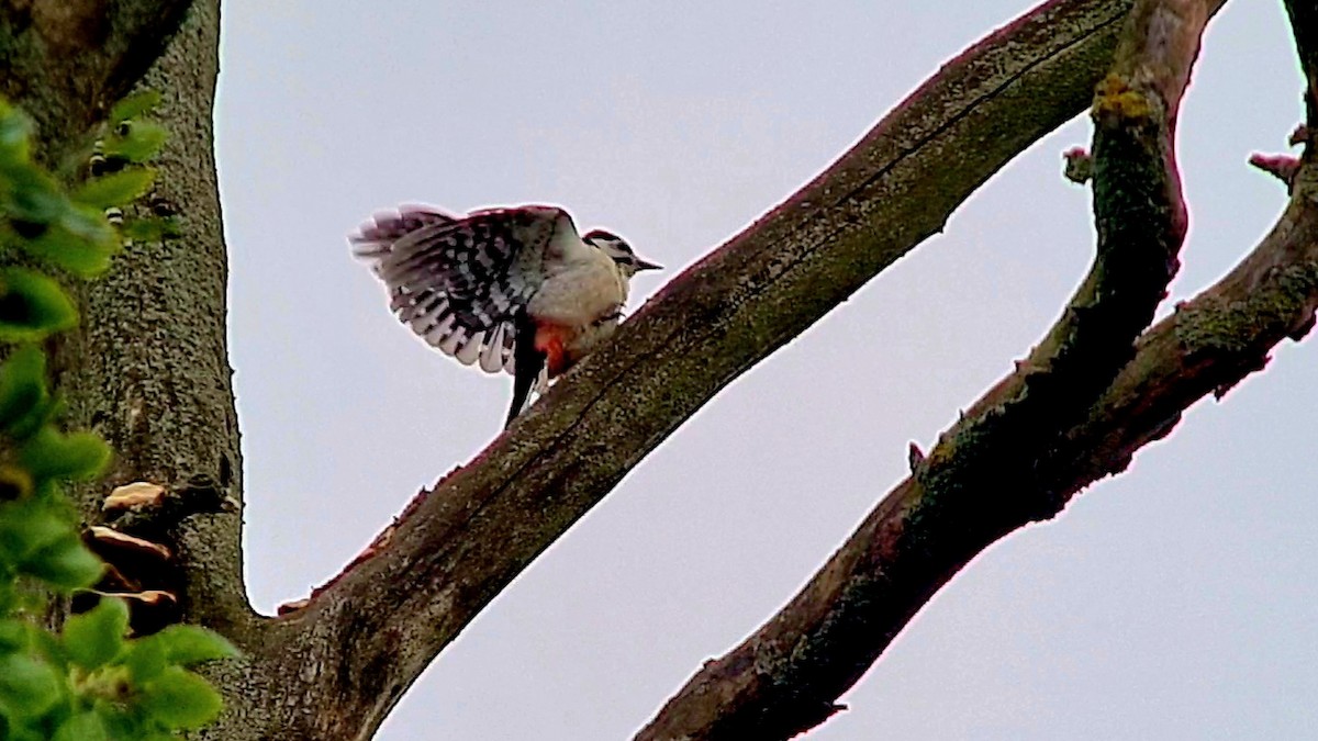 Great Spotted Woodpecker - ML620562248
