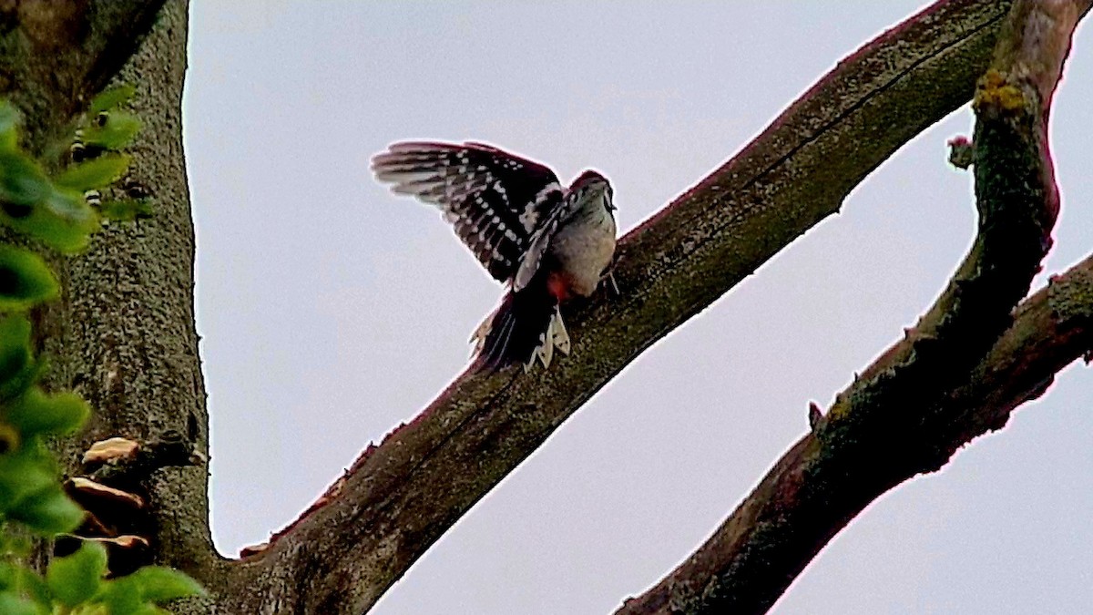 Great Spotted Woodpecker - ML620562249