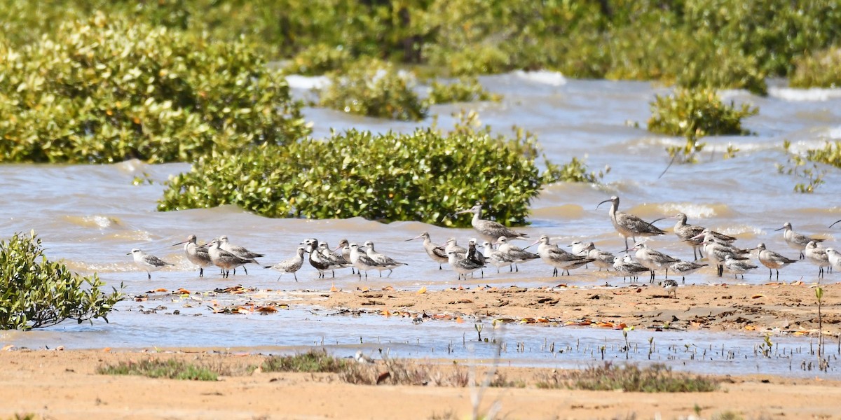 Black-bellied Plover - ML620562252