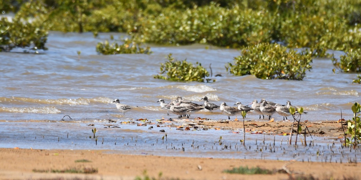 Black-bellied Plover - ML620562253