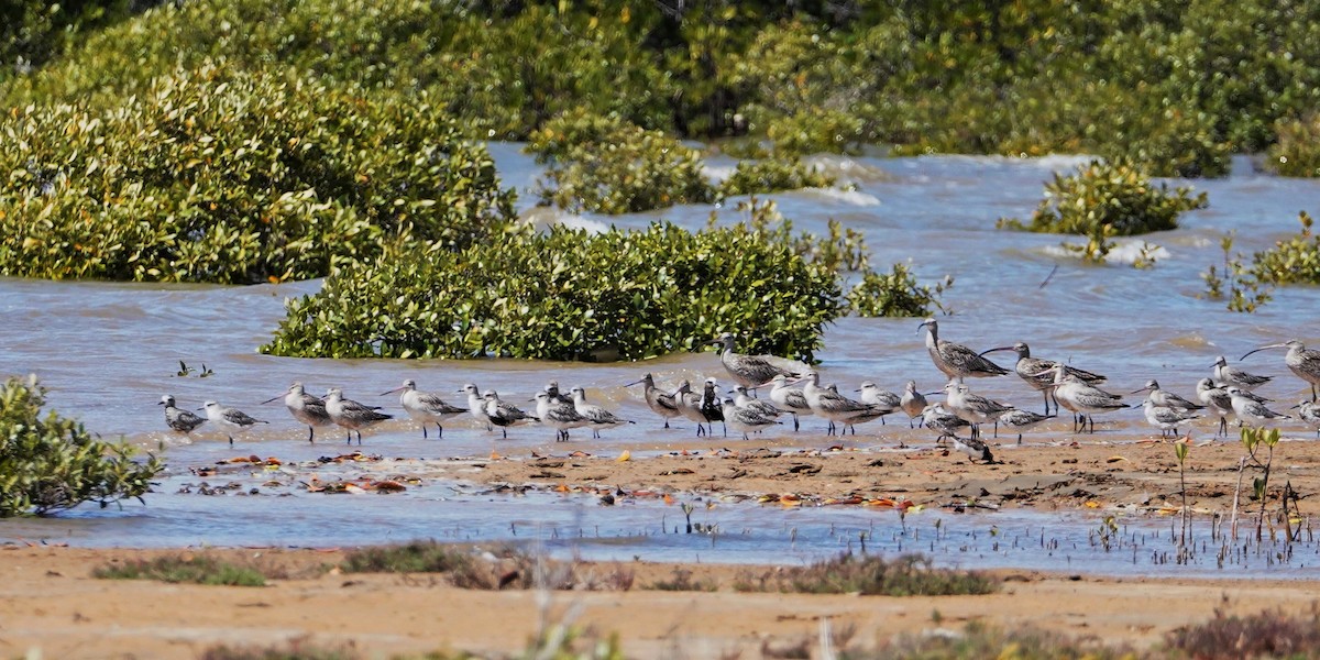 Black-bellied Plover - ML620562254