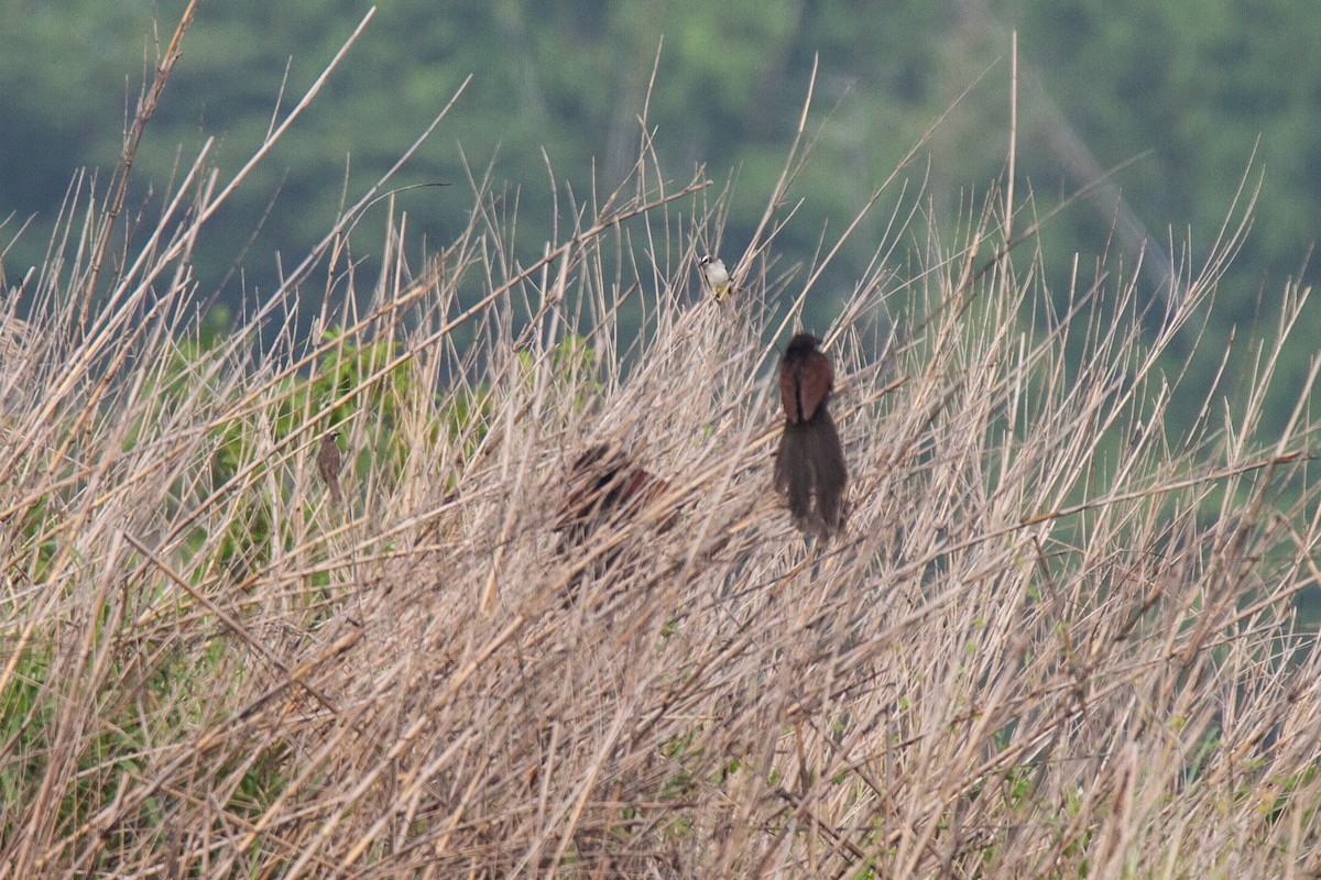 Philippine Coucal - ML620562255