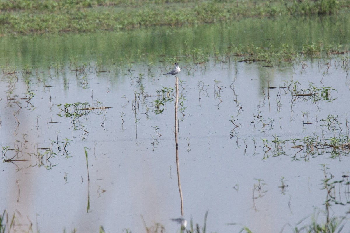 Whiskered Tern - ML620562261