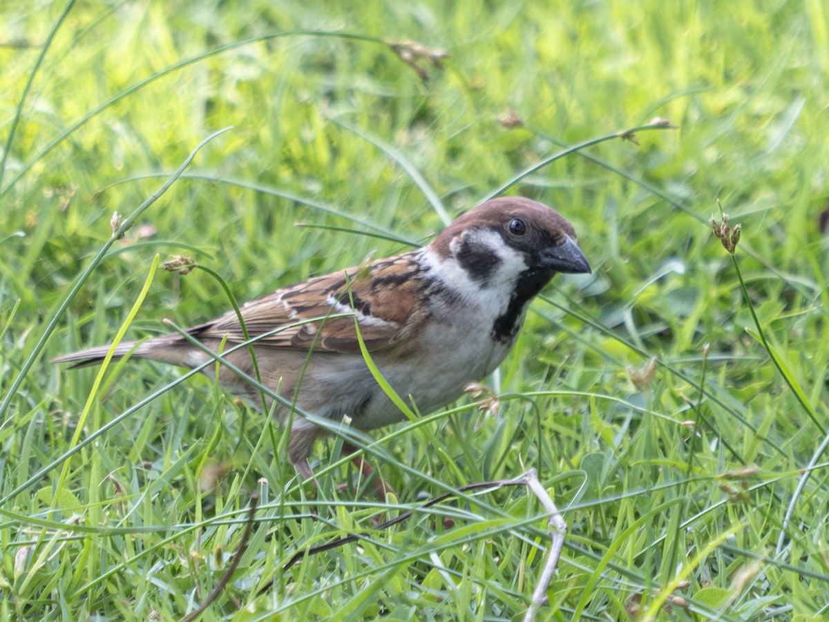 Eurasian Tree Sparrow - ML620562262