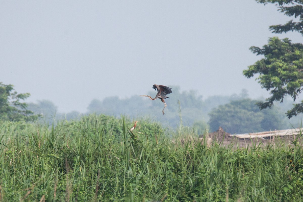 Javan Pond-Heron - ML620562276