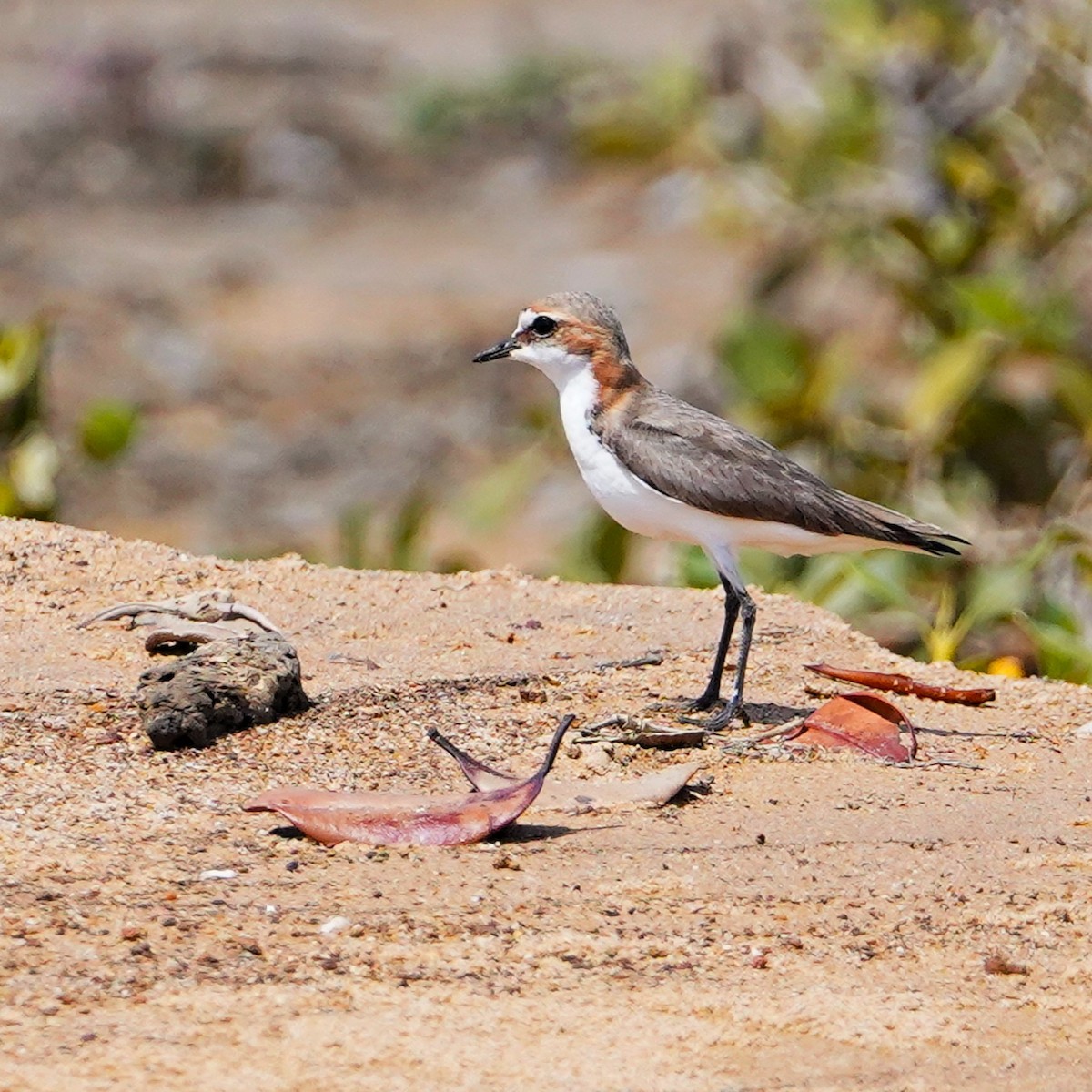 Red-capped Plover - ML620562280