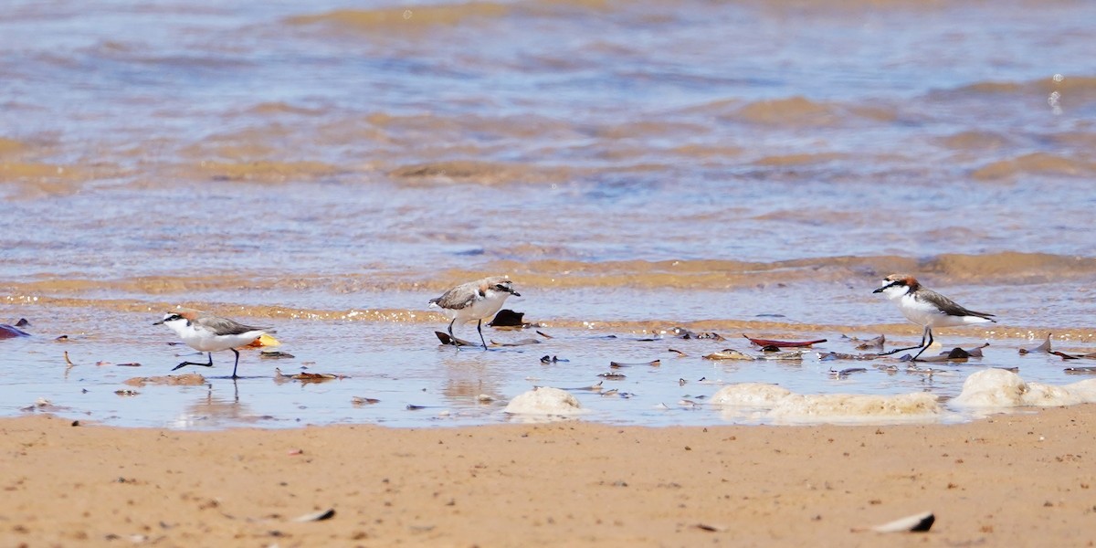 Red-capped Plover - ML620562281