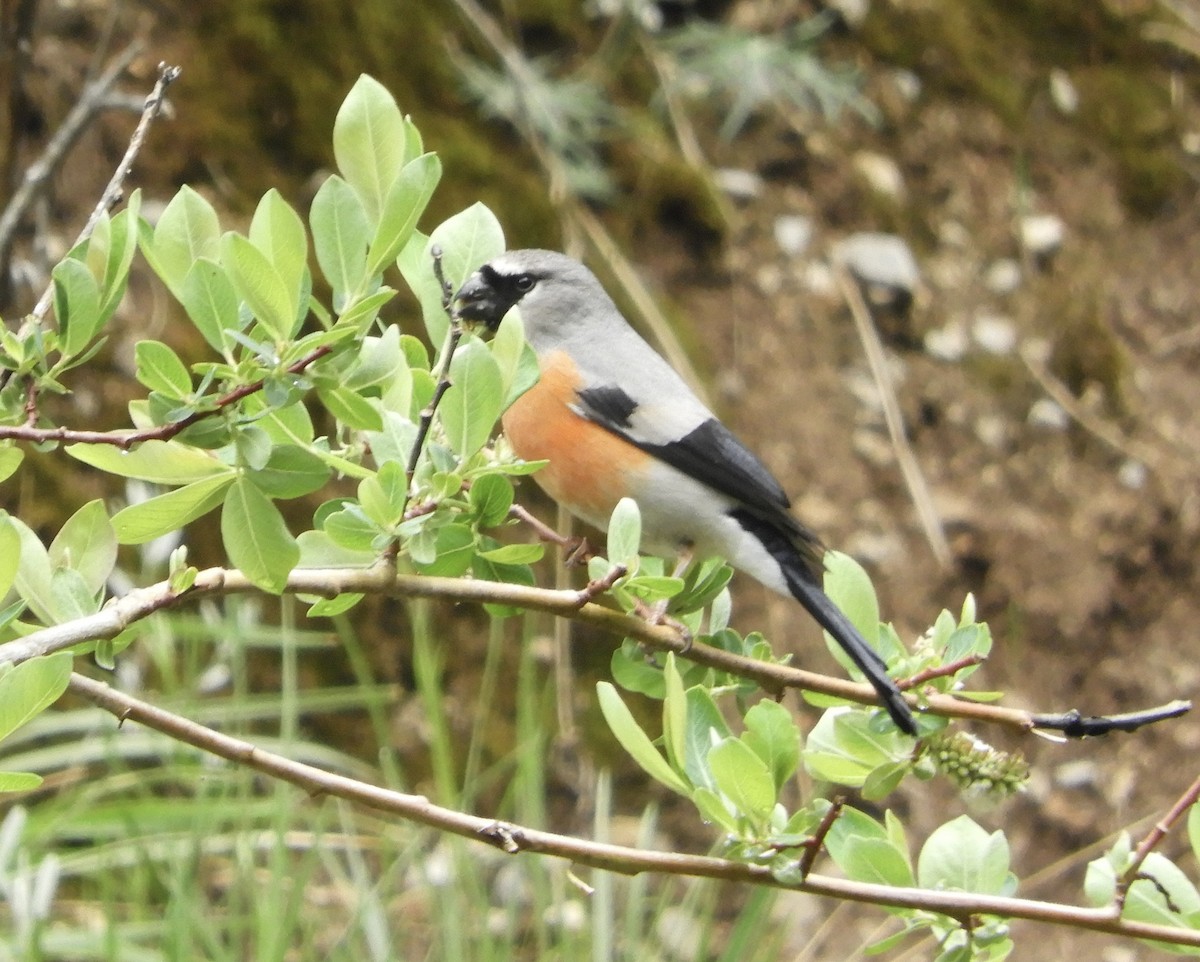 Gray-headed Bullfinch - ML620562282