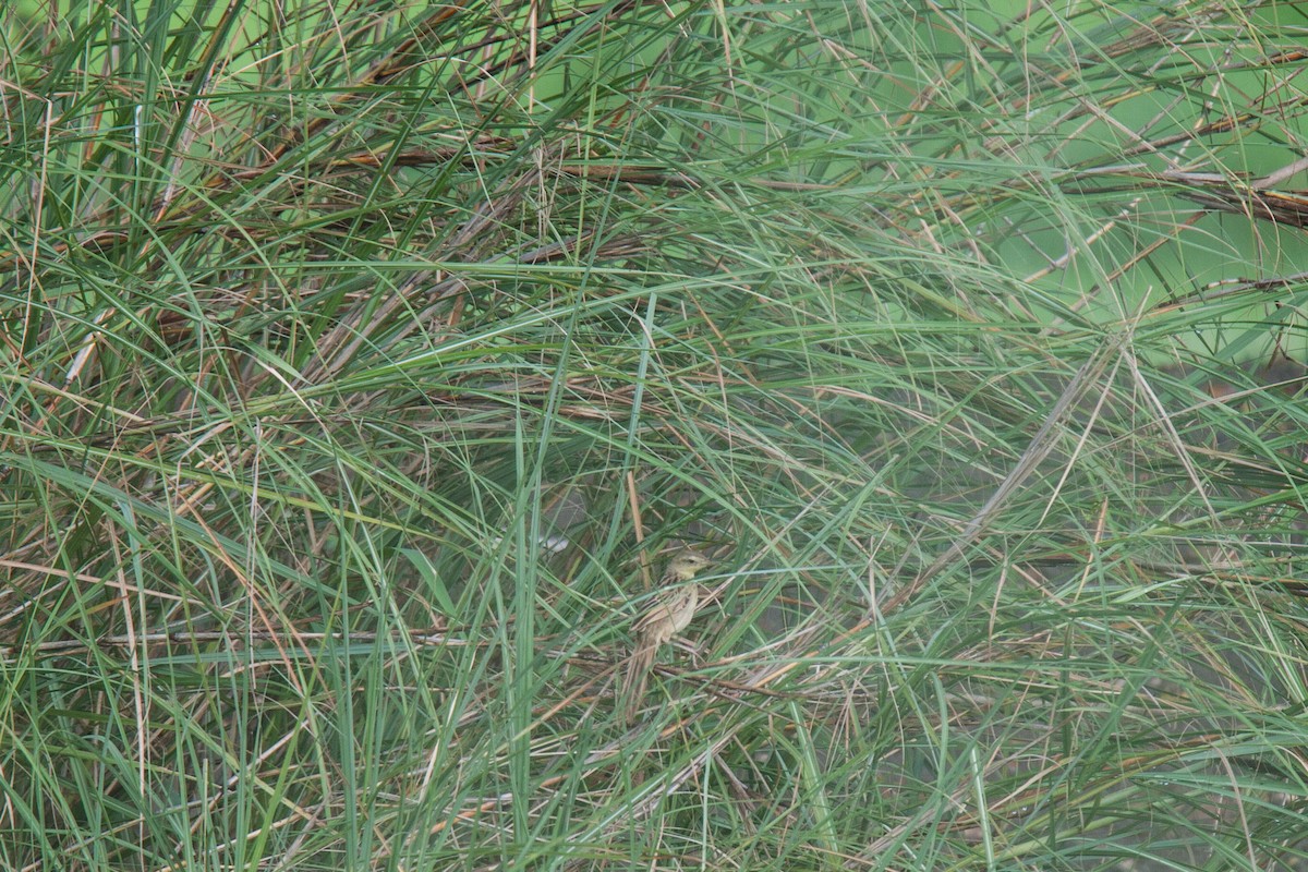 Striated Grassbird - ML620562286