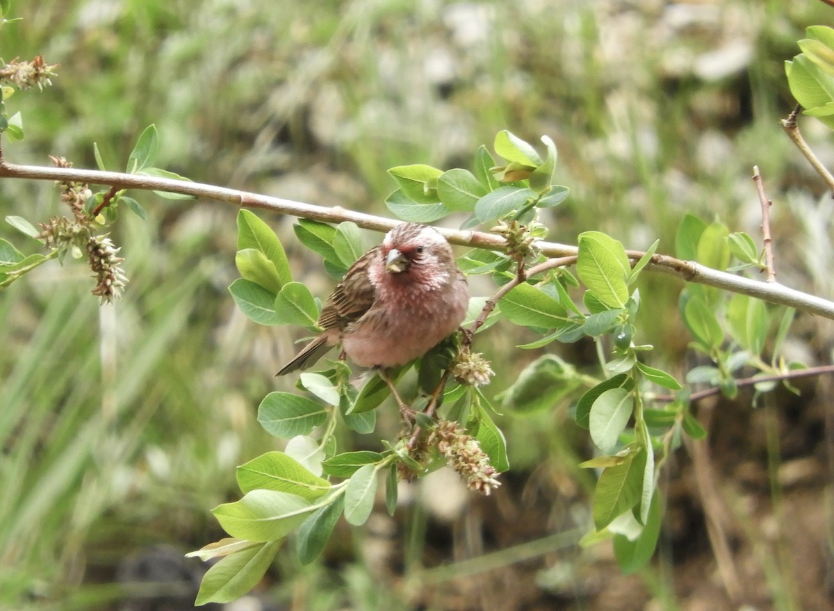 Pink-rumped Rosefinch - ML620562299