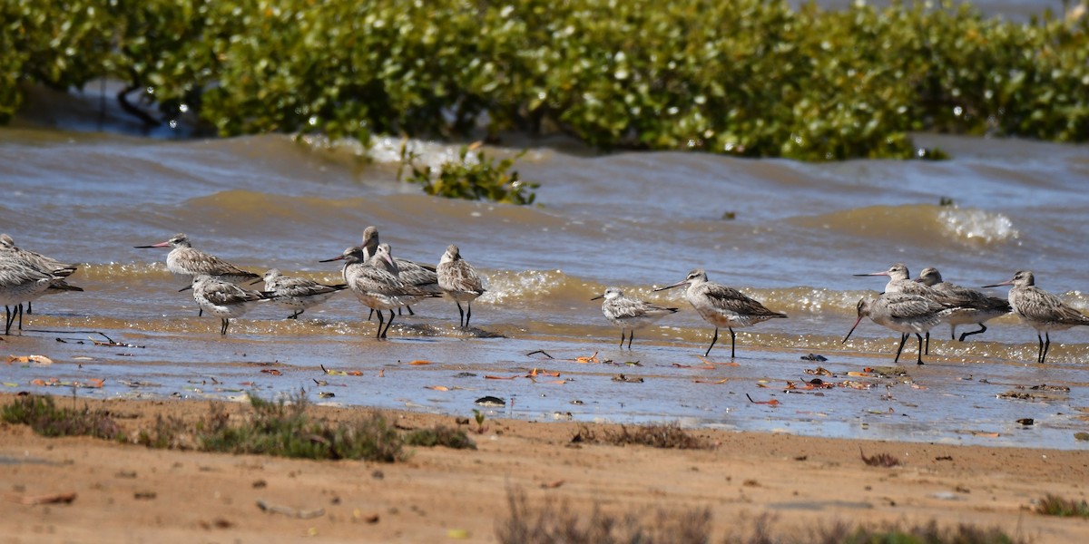 Great Knot - ML620562301