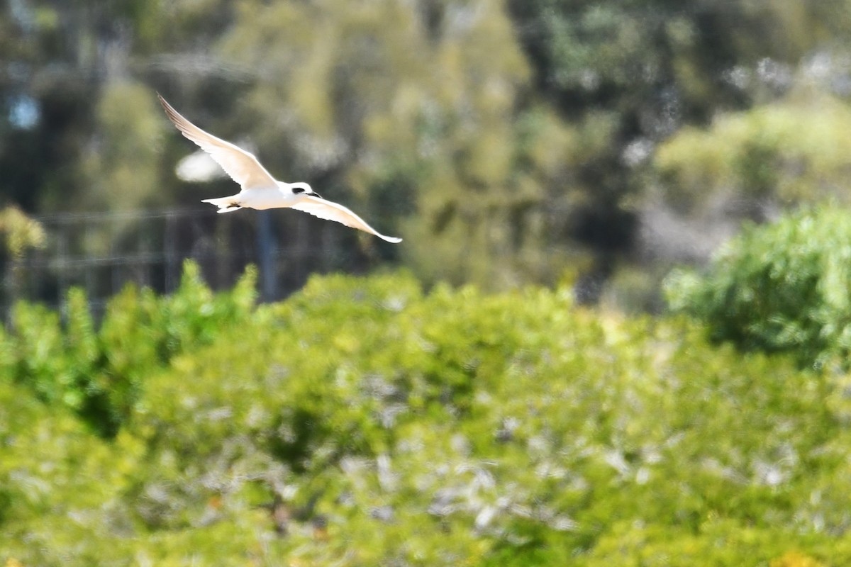 Australian Tern - ML620562302