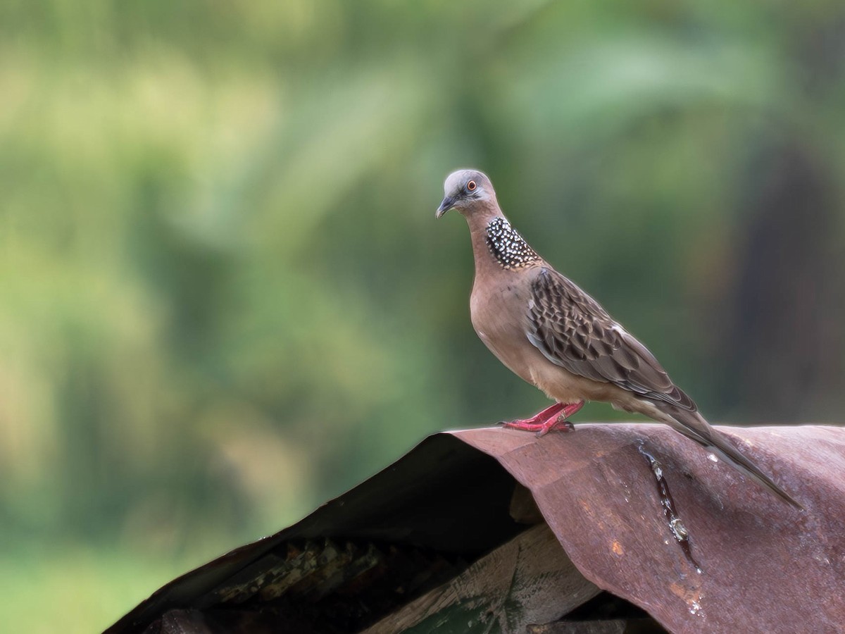 Spotted Dove - ML620562303