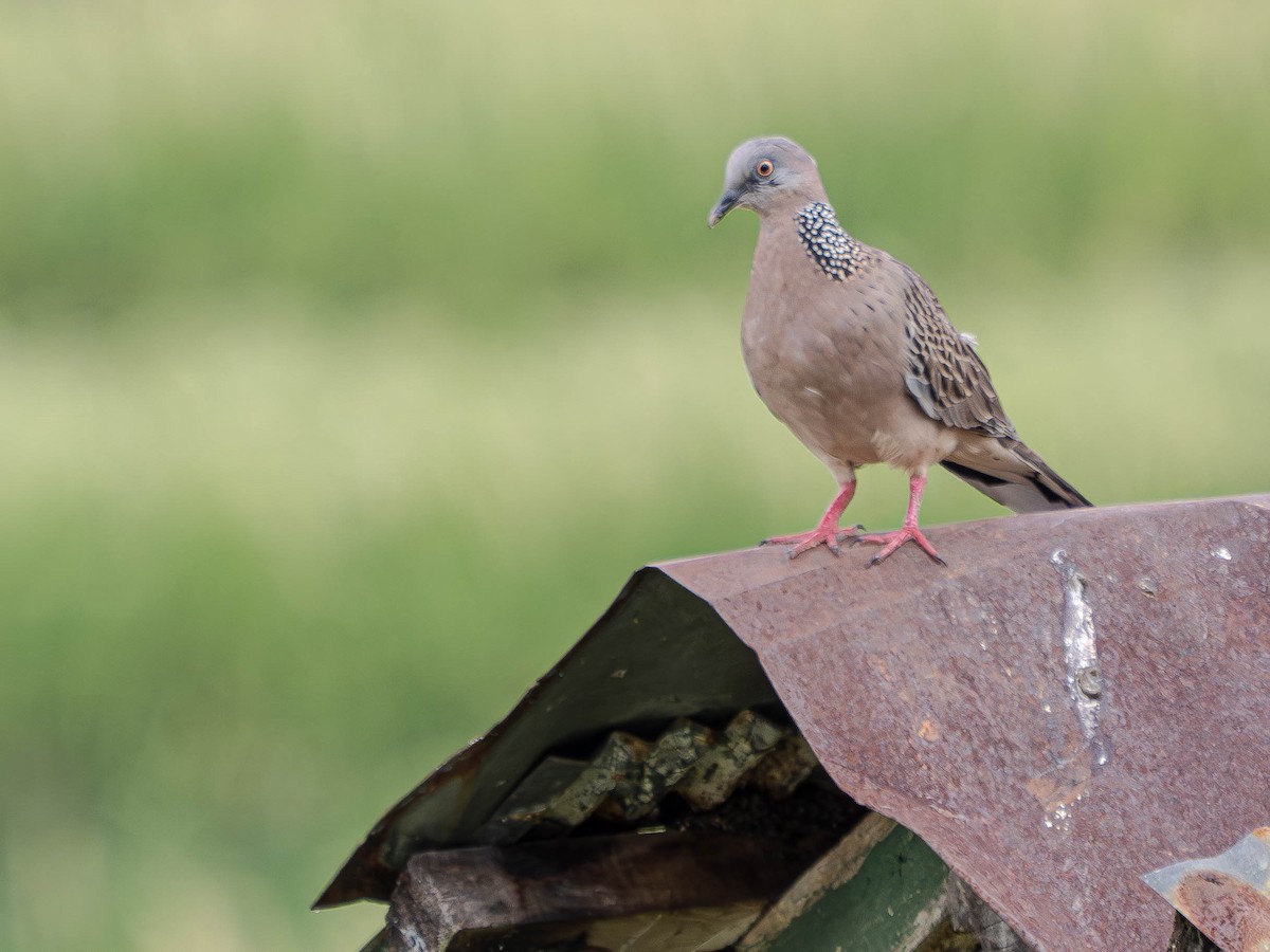 珠頸斑鳩 - ML620562304