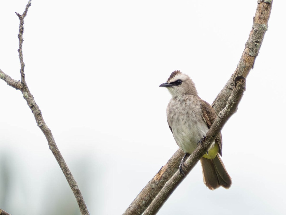 Yellow-vented Bulbul - ML620562305