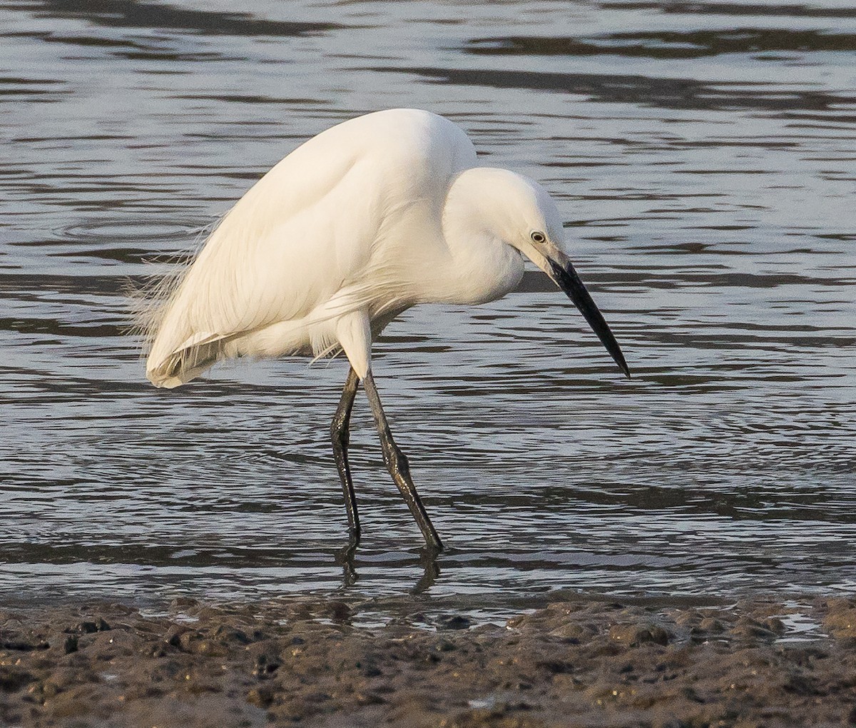 Little Egret - ML620562307