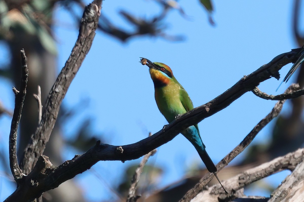 Rainbow Bee-eater - Dennis Devers