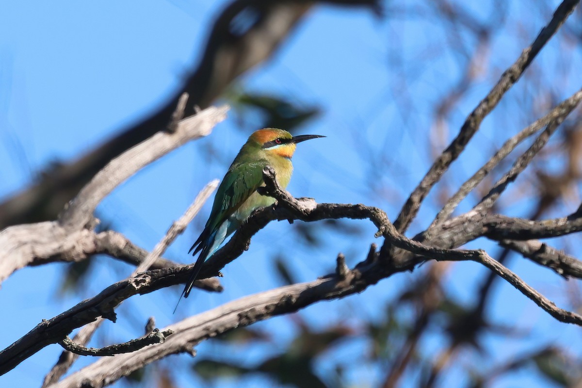 Rainbow Bee-eater - ML620562310