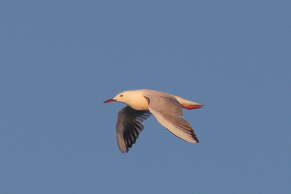 Slender-billed Gull - ML620562313