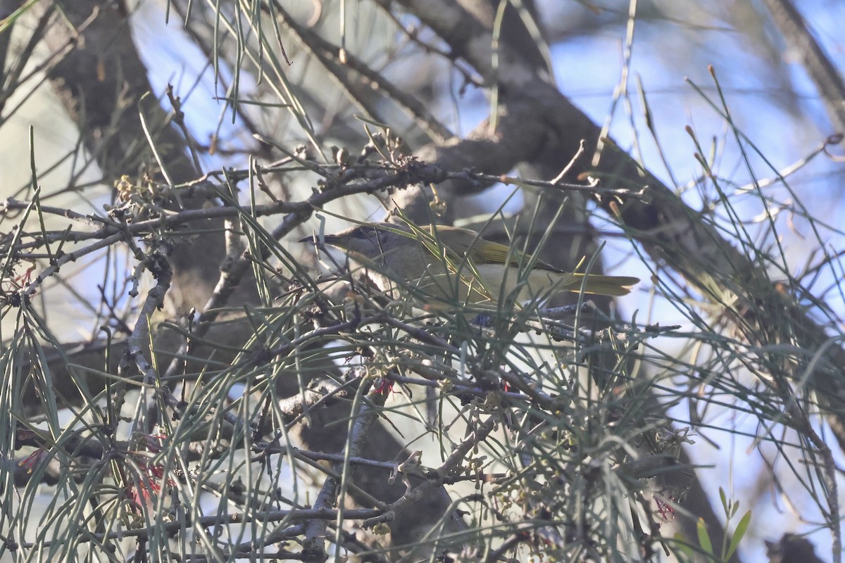 Brown Honeyeater - ML620562314