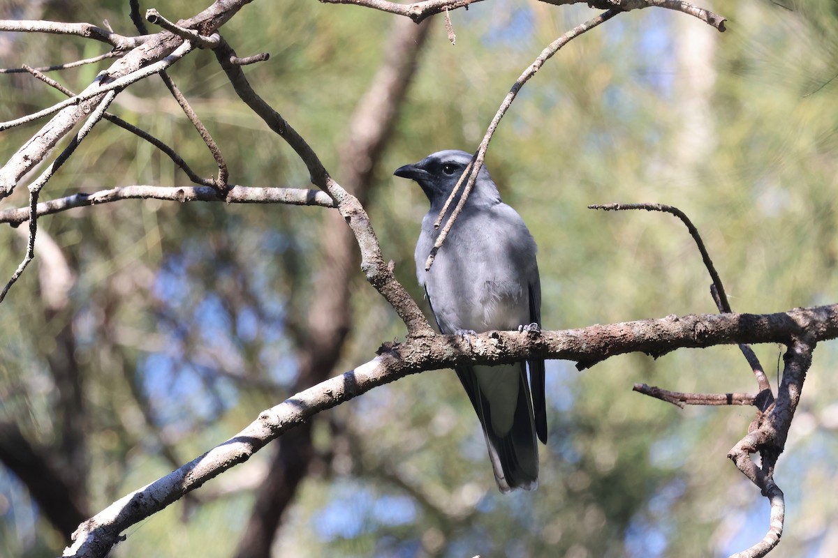 Black-faced Cuckooshrike - ML620562315