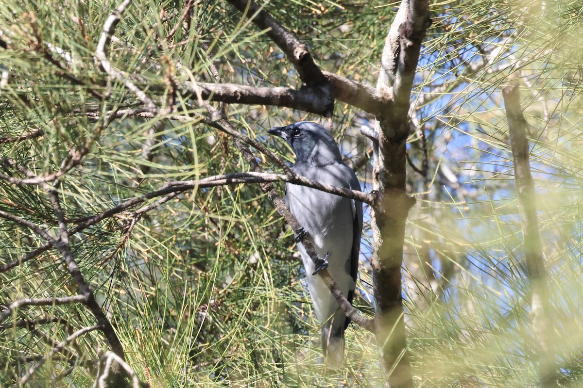 Black-faced Cuckooshrike - ML620562316