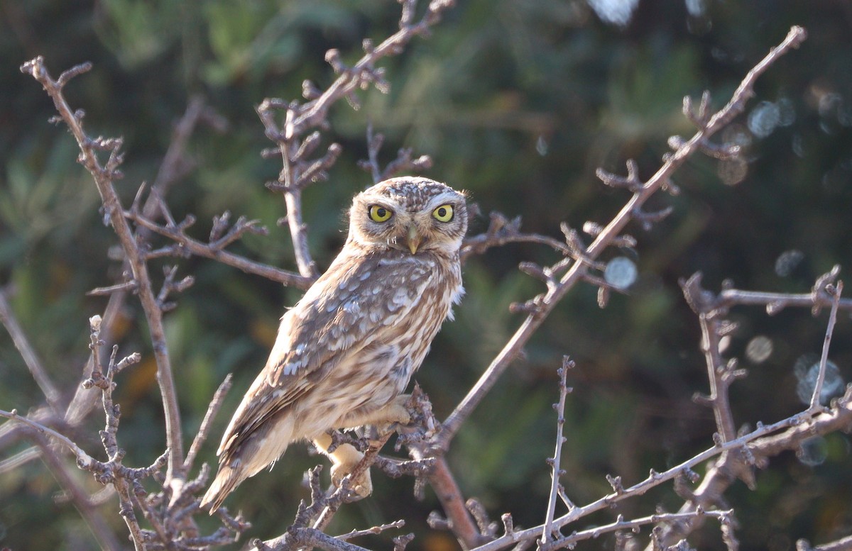 Little Owl - ML620562317